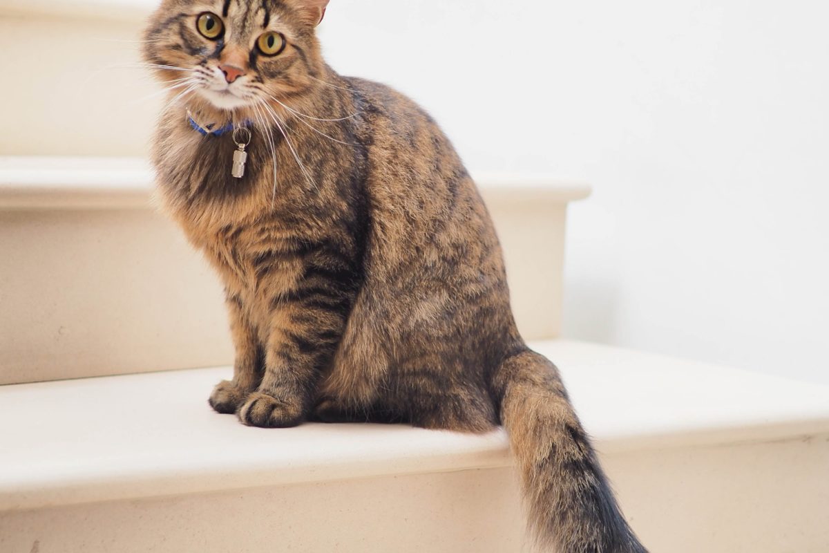 A brown cat sitting on the stairs