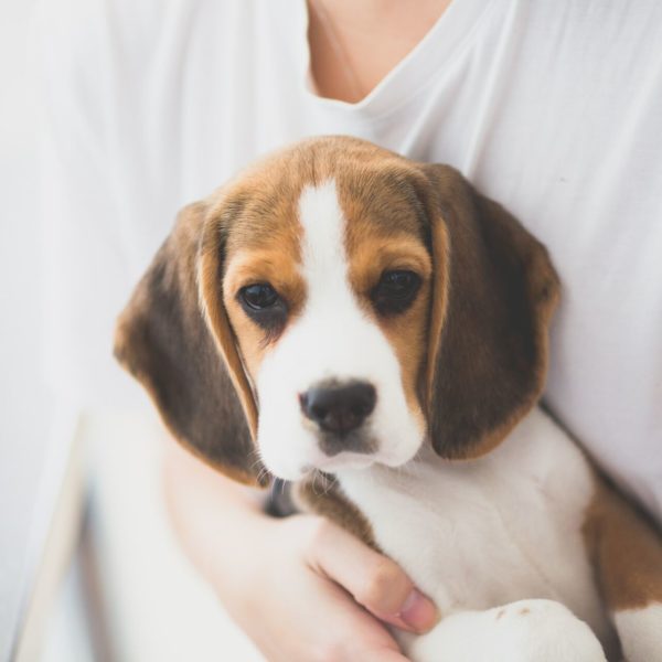 A white and brown dog