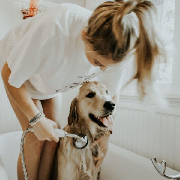 A dog taking a bath