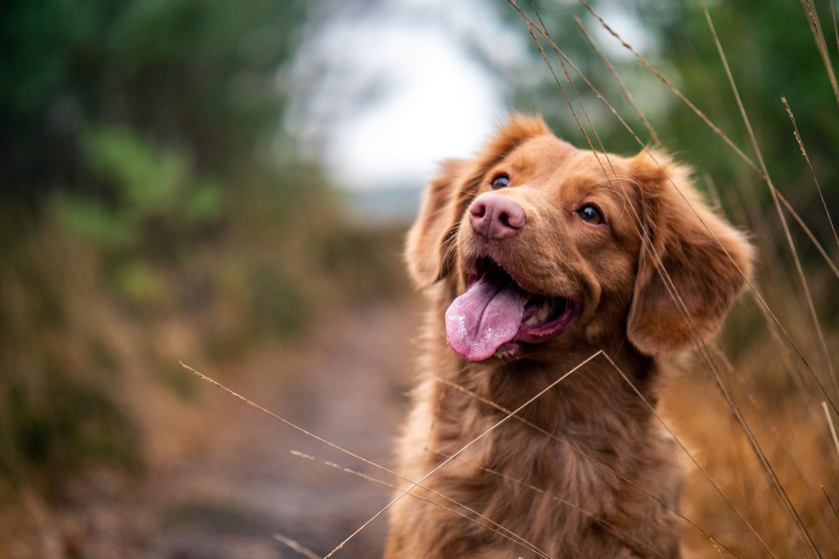 A brown puppy