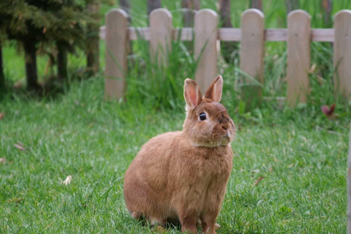 A brown rabbit on the grass