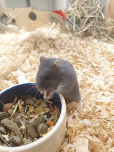 Black hamster eating
