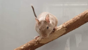 Cavia porcellus in an enclosure