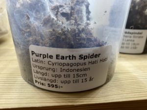 Juvenil Purple Earth Spider enclosure
