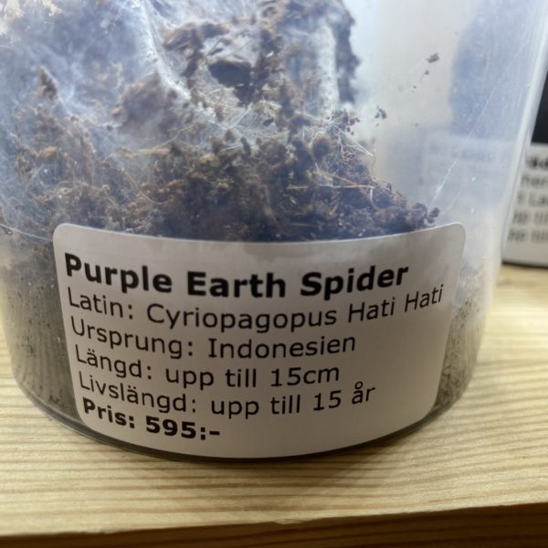 Purple Earth Spider