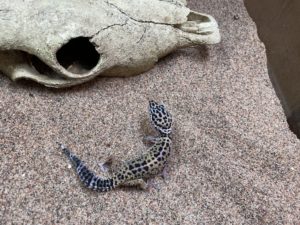 Black and white Leopardgecko