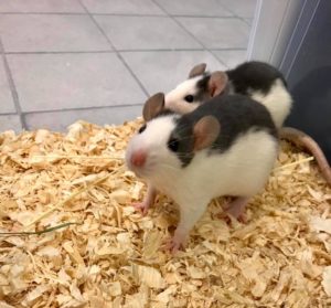 Rattus norvegicus in an enclosure