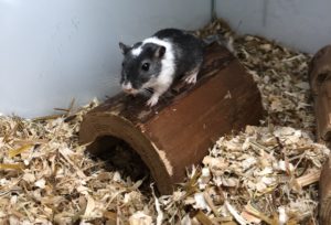 Black and white Gerbil