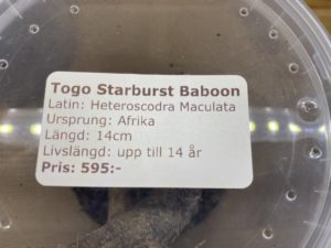 Togo Starburst Baboon slings enclosure