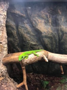 Daggecko on a branch